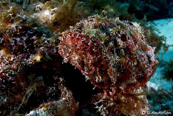 This photo is of a Spotted Scorpionfish, carefully camofl... by Steven Anderson 